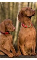 Two Charming Hungarian Viszla Dogs Pet Journal