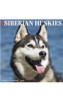 Just Siberian Huskies 2019 Wall Calendar (Dog Breed Calendar)