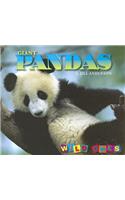 Giant Pandas