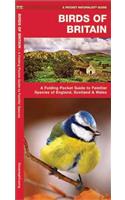 Birds of Britain: A Folding Pocket Guide to Familiar Species of England, Scotland & Wales(Pocket Naturalist Guide Series)