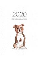 2020 Staffordshire Bull Terrier