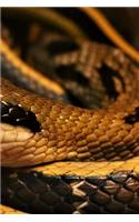 Snake Notebook