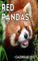 Red Pandas 2021 Calendar: Cute Gift Idea For Panda Lovers Men And Women