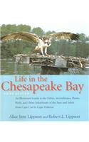 Life in the Chesapeake Bay