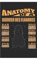 Anatomy Of A Bouvier Des Flandres