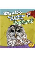 Animal Body Coverings Why Do Owls and Other Birds Have Feathers?