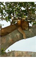 Lion in a Tree in Uganda, Africa Journal