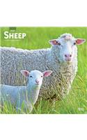 Sheep 2021 Square