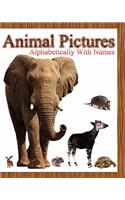 Animal Pictures Alphabetically with Names