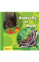 Butterfly or Moth