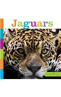 Jaguars: (Seedlings)
