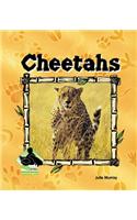 Cheetahs