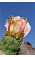 Pink Cactus Bloom in the Desert Journal: Take Notes, Write Down Memories in this 150 Page Lined Journal