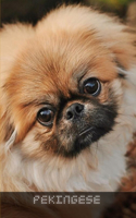 Pekingese