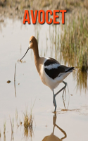 Avocet: Amazing Facts about Avocet