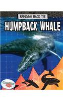 Bringing Back the Humpback Whale