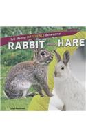 Tell Me the Difference Between a Rabbit and a Hare: (How Are They Different?)