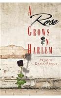 A Rose Grows in Harlem