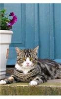 Pretty Tabby Cat on the Porch in Front of a Blue Door Journal: 150 Page Lined Notebook/Diary