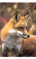 Fox Blank Journal