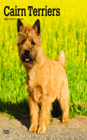 Cairn Terriers 2023 Square