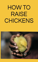 How to raise chickens