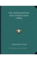 Om Apikalandan Hos Endoceras (1896)