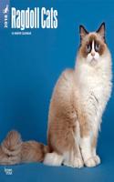 2018 Ragdoll Cats Wall Calendar