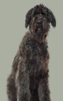 Bouvier Des Flandres: Artified Pets Journal/Notebook/Diary, 8 and 10 and 160