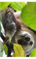 Sloth Upside Down in a Tree in the Rainforest Journal: 150 Page Lined Notebook/Diary