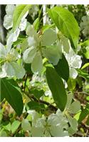Flowering Trees Journal Springtime