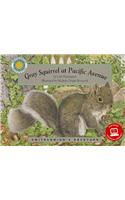 Gray Squirrel at Pacific Avenue