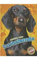 Dachshunds