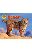 Bobcat