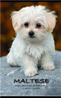 Maltese Note Monthly 2020 Planner 12 Month Calendar
