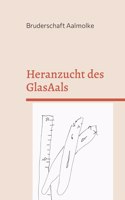 Heranzucht des GlasAals