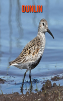 Dunlin