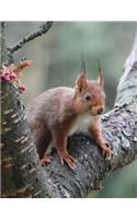 Attentive Squirrel on a Tree Branch Journal