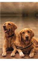 Golden Retriever Dog Pup Puppy Doggie Notebook Bullet Journal Diary Composition Book Notepad - Two good Friends