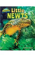 Little Newts