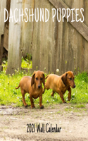 Dachshund Puppies 2021 Wall Calendar