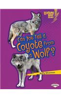 Can You Tell a Coyote from a Wolf?