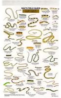 Mac's Field Guides: North American Reptiles