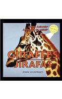 Giraffes/Jirafas