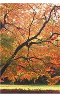 Journal Beautiful Fall Tree Autumn Season: (Notebook, Diary, Blank Book)