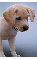 Super Cute Little Yellow Labrador Retriever Puppy Dog Journal