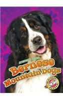 Bernese Mountain Dogs