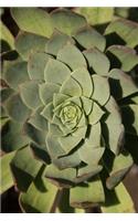 Green Succulent Rosette Journal