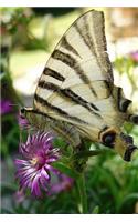 Beautiful Butterfly Notebook