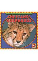 Cheetahs / Guepardos